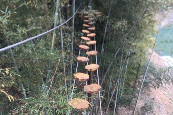 森林丛林穿越